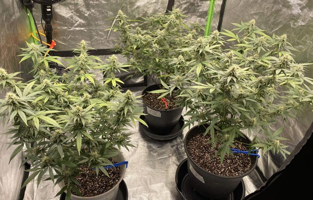 Обрезка попкорн-бутончиков Blueberry Muffin: шаг 7 подкормки