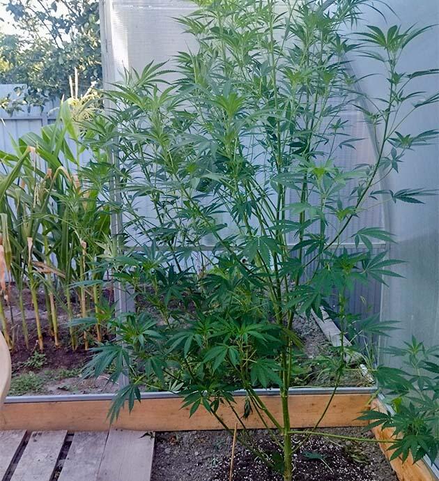 Формирование кроны каннабиса для лучшего освещения и циркуляции воздуха Удаление мелких ветвей и листьев у старшего каннабиса