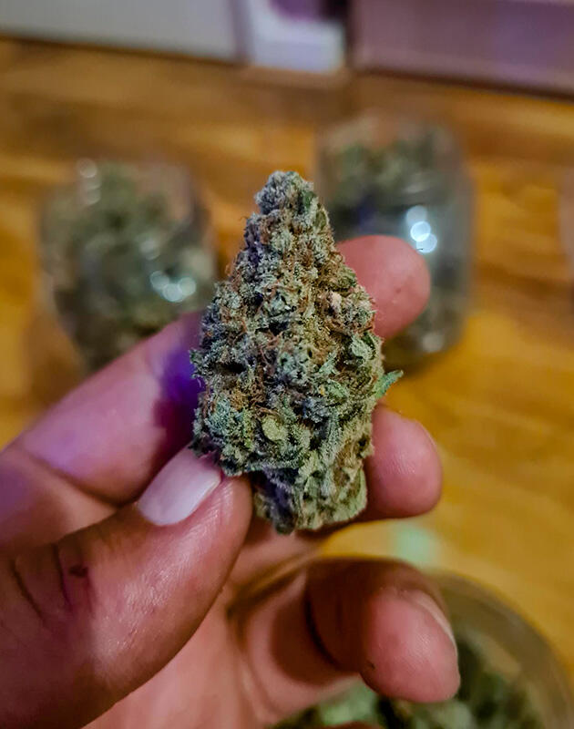 Общие впечатления о грове сорта конопли Tropicana Cookies FF Шишка сорта Tropicana Cookies FF