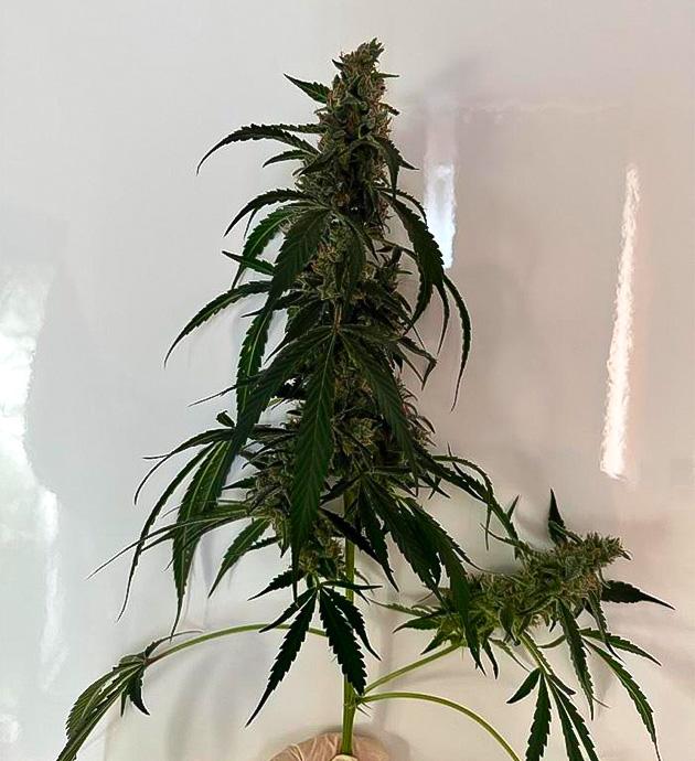 Сбор урожая конопли 12 неделя выращивания марихуаны