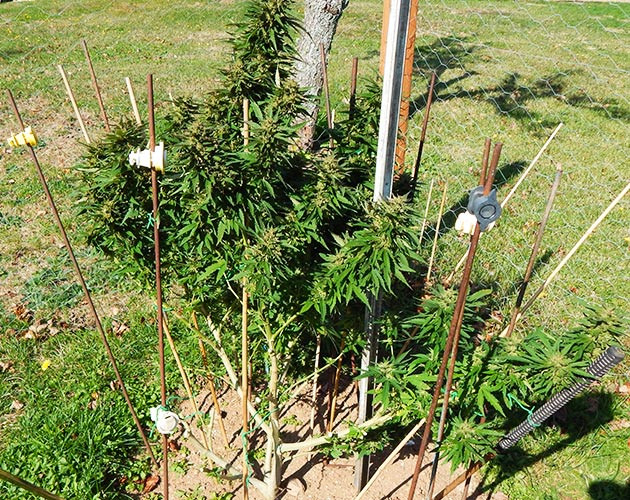 Сбор урожая конопли Куст каннабиса перед харвестом