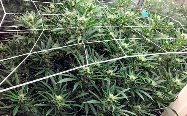 Применение лоллипопинга Густой цветущий куст