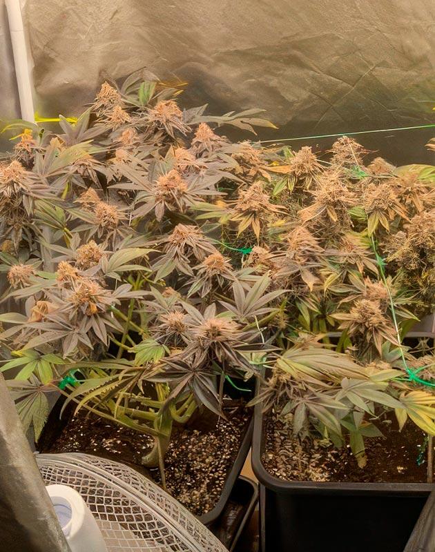 10-15 % янтарных трихом Кусты Poddy Mouth от Humboldt Seed Company на 16 неделе