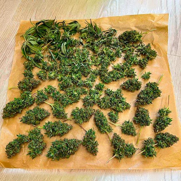 Впечатления о сорте Сбор урожая