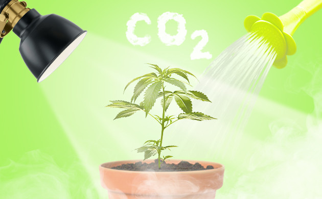 Вода и свет для усвоение CO₂ Полив и освещение куста