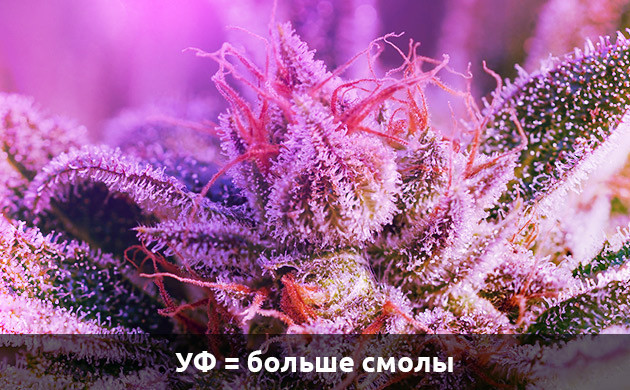 Влияние УФ лучей на выработку смолы Увеличение смолы от ультрафиолетовых лучей