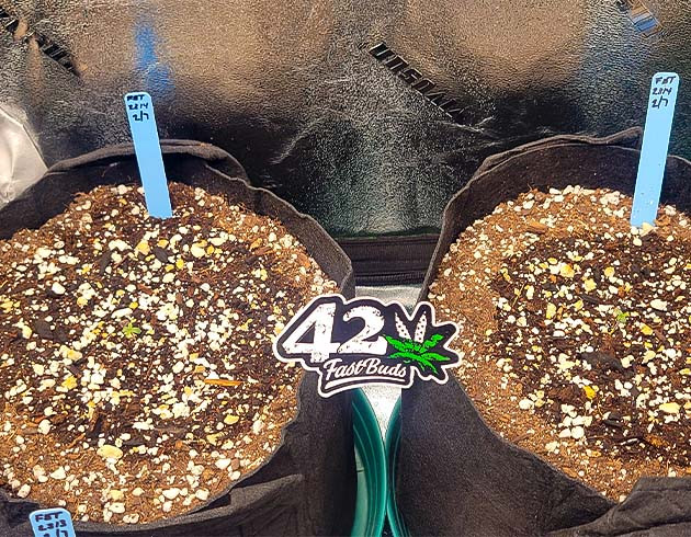 Проращивание Strawberry Amnesia Прорастание без заминок Apricot Auto