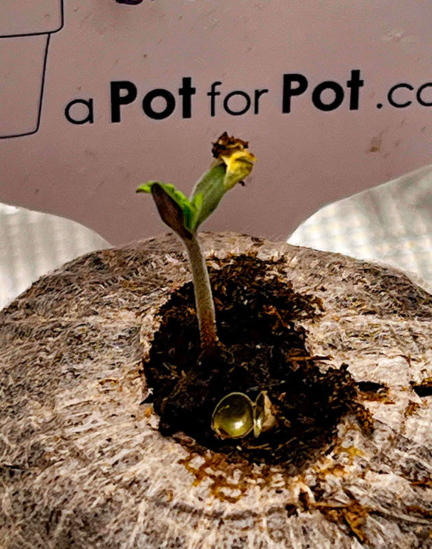 Проращивание конопли Росток сорта Bruce Banner Autoflower