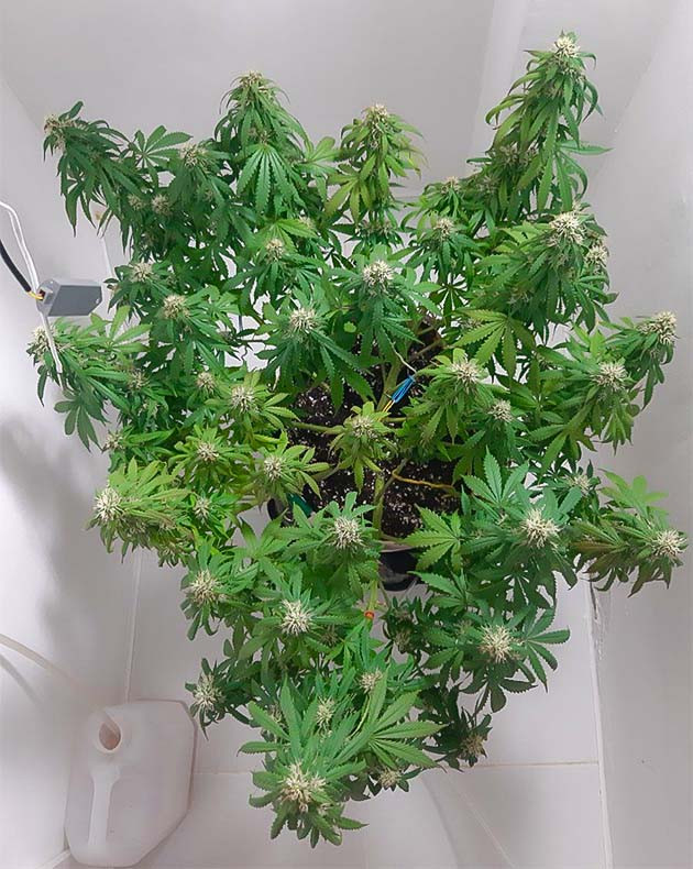 Корректировка удобрений и pH Полив Critical Orange Punch Auto