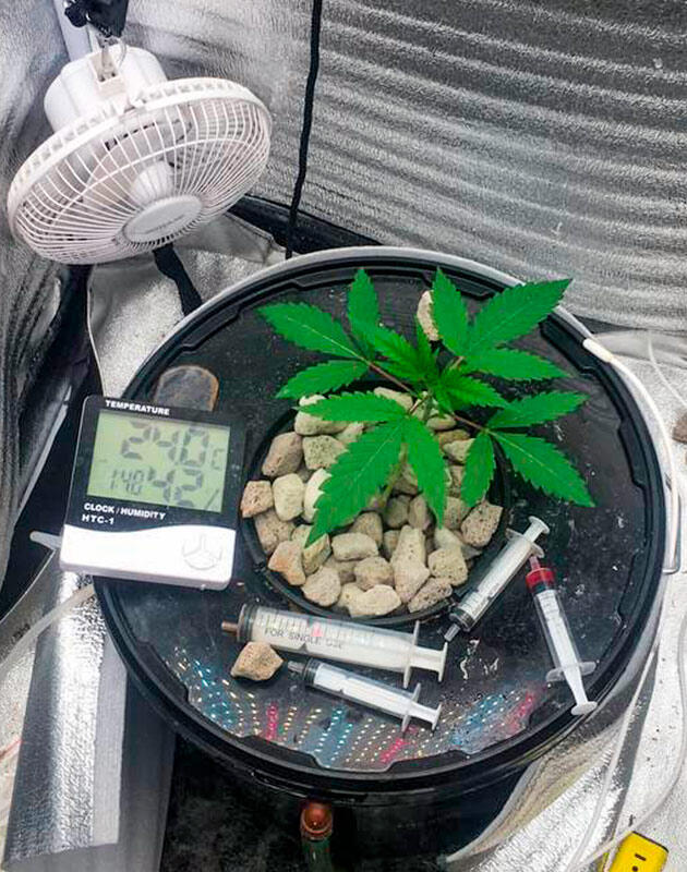 Активный рост конопли Каннабис с повреждённым стеблем под лампой