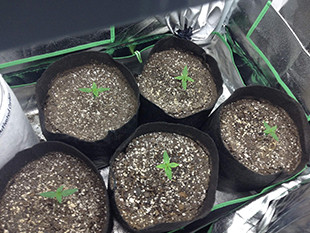 Ростки Gorilla Auto в горшках Ростки марихуаны Gorilla Auto