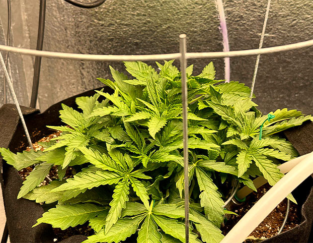 Активный рост конопли Godzilla Cookies Auto Дефолиация конопли