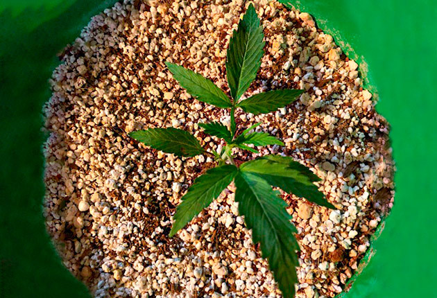 Развитие куста Original Blueberry на 3 неделе выращивания Куст ростом 10 см на 21 дне выращивания