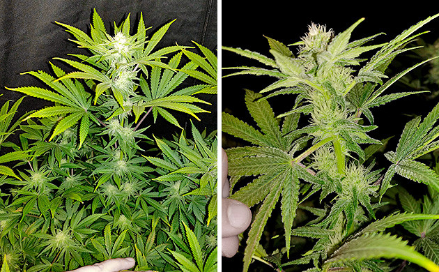 Начало формирования шишек конопли 5 неделя цветения Tutankhamon от Pyramid Seeds