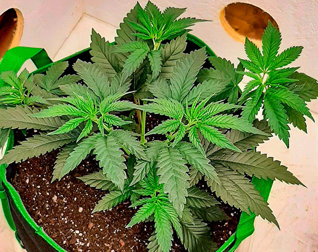 Пересадка в тканевый горшок и дефолиация Куст Bruce Banner от сидбанка Семяныч на 5 неделе