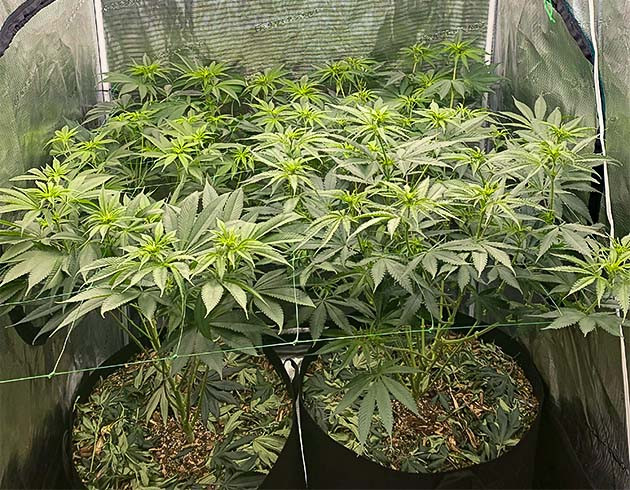 Сетка ScrOG для растения King's Juice Начало цветения King's Juice от GHS