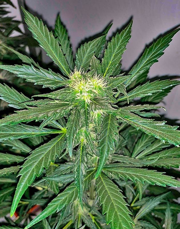 Развитие соцветий Куст Zkittles Auto от сидбанка Семяныч на стадии цветения