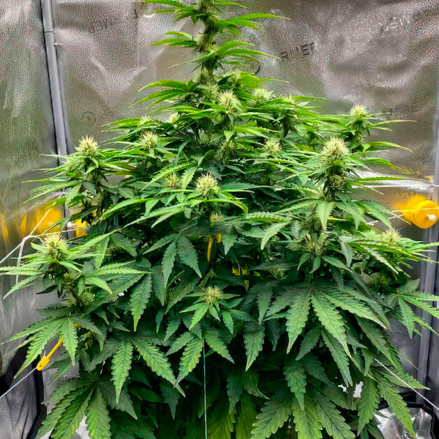 Формирование шишек при сниженной мощности освещения Автоцвет каннабиса на стадии активного формирования бутонов