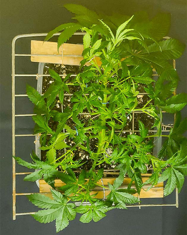 Химический ожог куста Glue Sherbert Избыток питательных веществ куста Glue Sherbert