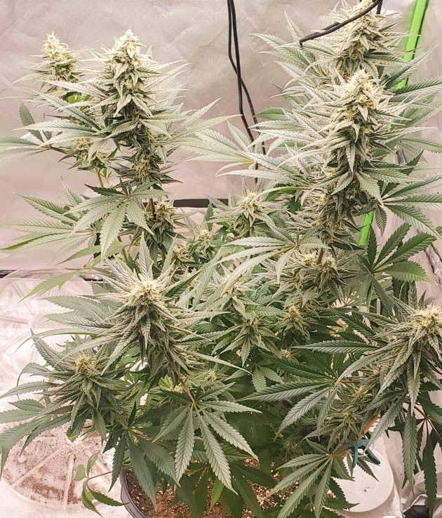 Уход за Cafe Racer во время отъезда Полив Cafe Racer: помощь друга