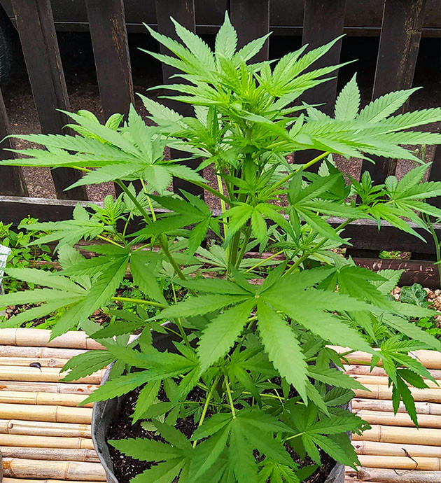 Последняя неделя вегетации Куст на стадии веги