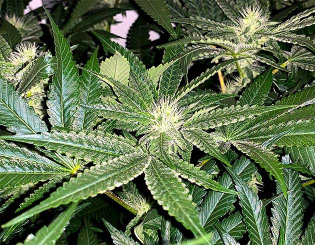 Стимуляция цветения сорта Pineapple Chunk Перевод на цветение растения Pineapple Chunk