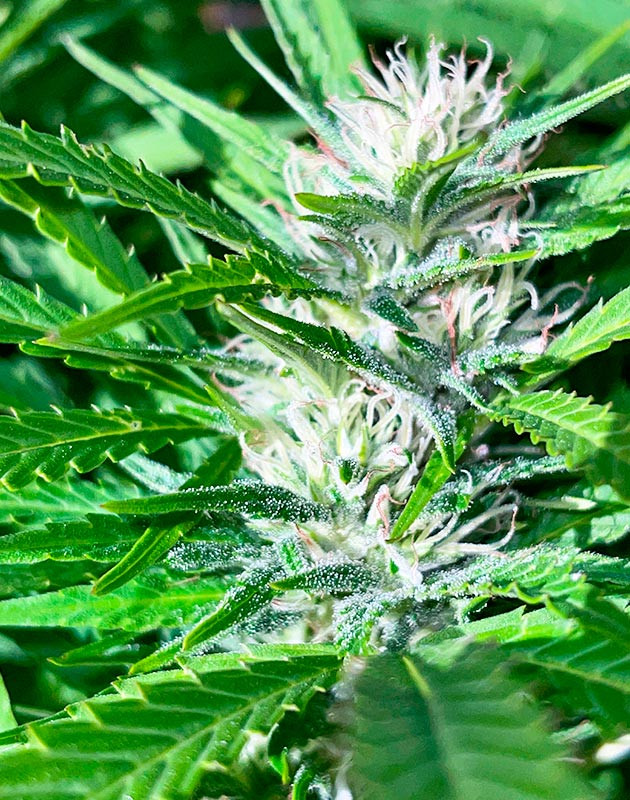 Bruce Banner #3 от сидбанка Original Sensible Bruce Banner #3 дневник по выращиванию