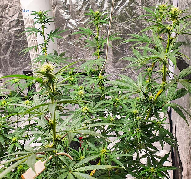 Первая неделя цветения куста Куст с формирующимися соцветиями