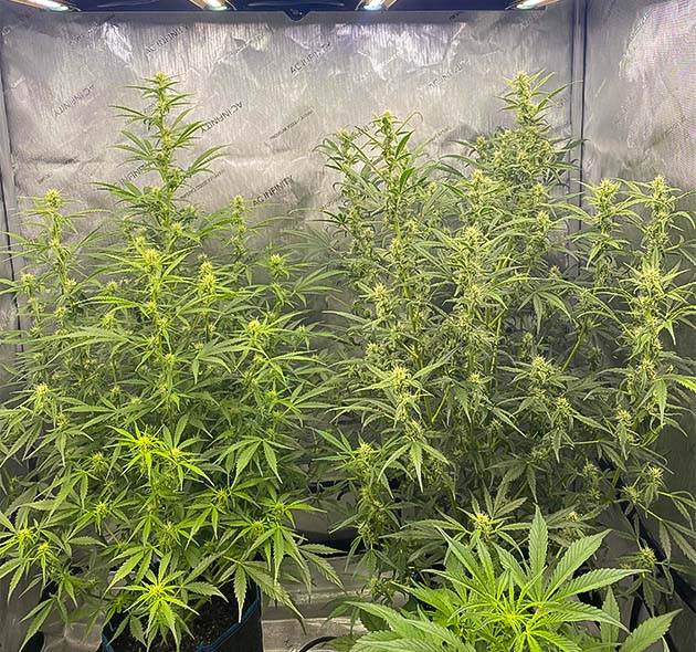 Повторная дефолиация кустов на 7 неделе 3 неделя цветения сорта Gorilla Punch Auto