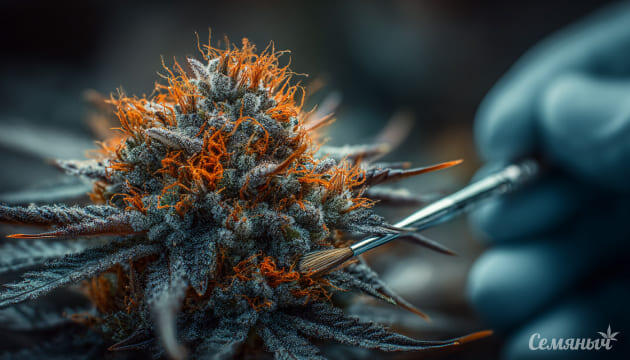 Создание собственного сорта конопли Первые шаги в селекции конопли