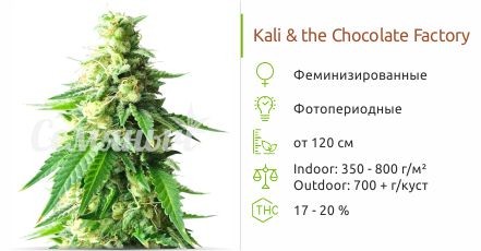 Сорт конопли Kali & the Chocolate Factory Kali & the Chocolate Factory fem (KFC Seeds)
