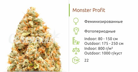 Сорт конопли Monster Profit Monster Profit от Heavyweight Seeds