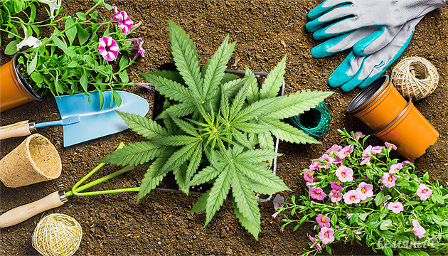 Подборка невысоких и урожайных сортов Сорта конопли для дачи