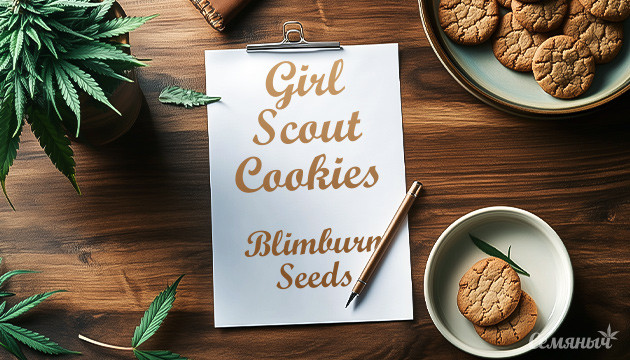 Гроурепорт по выращиванию конопли сорта Girl Scout Cookies Выращивание конопли сорта Girl Scout Cookies
