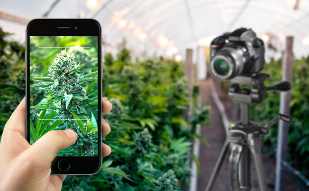 Нейросети и выращивание конопли Канна-гровинг с помощью искусственного интеллекта