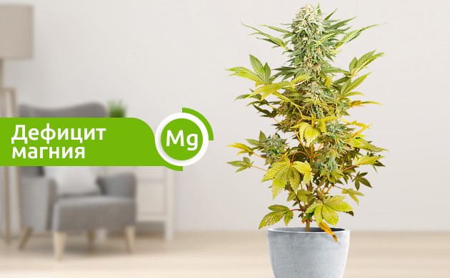 Признак дефицита магния Постепенное пожелтение куста до верхушки при нехватке магния