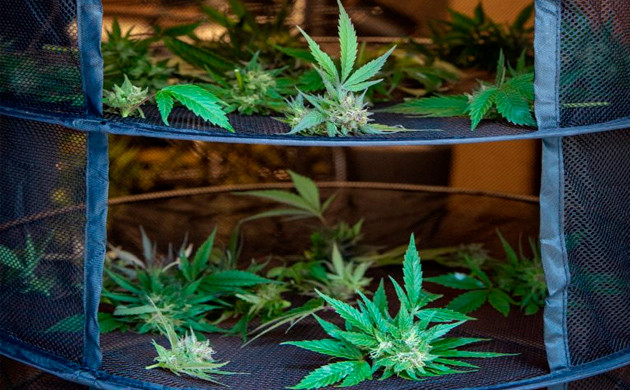 Использование сеток для сушки урожая Сушка урожая