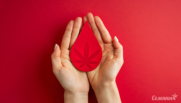 Можно ли сдавать кровь, если употребляешь коноплю Требования к донору, потребителю каннабиса