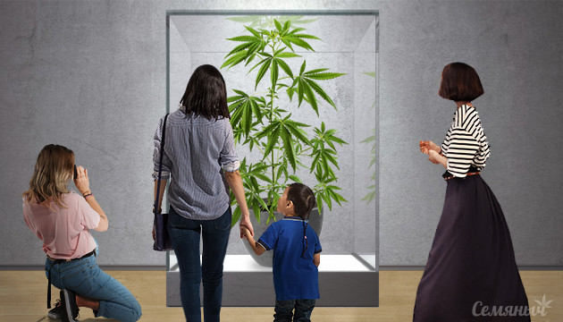 Музеи посвященные конопле Музеи марихуаны