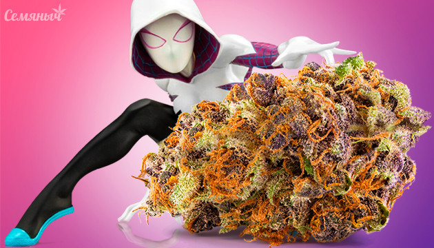 Сорт конопли White Widow Шишка сорта White Widow