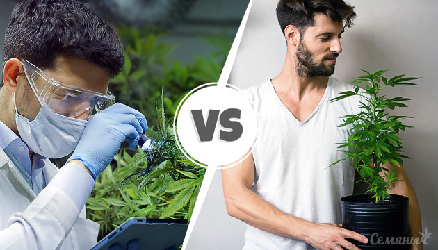Выращивание конопли: хобби и наука