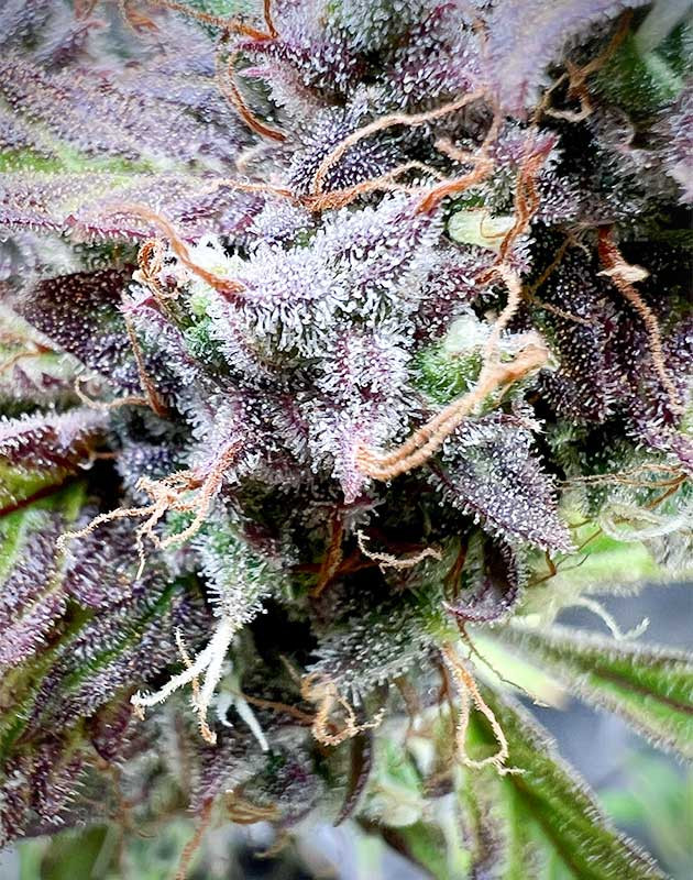 Цветение Medusa F1 Auto: пятая неделя Medusa F1 Auto: обзор пятой недели цветения