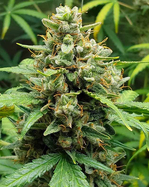 Индорное выращивание сорта Mimosa Cake Auto Гроурепорт по выращиванию сорта Mimosa Cake Auto