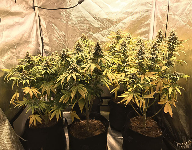 Изменение цвета листьев на желтый и фиолетовый Желтые листья на 11 неделе выращивания