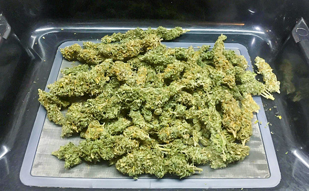 Сухой урожай конопли Шишки после пролечки на подносе