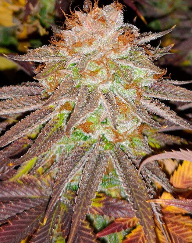 Фиолетовое соцветие конопли Бутон с оранжевыми стигмами