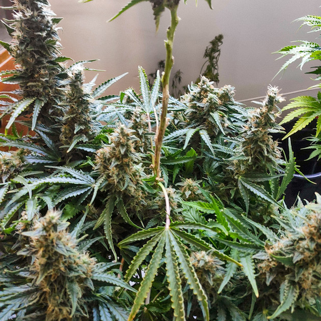 Промывка конопли перед харвестом Созревшие соцветия