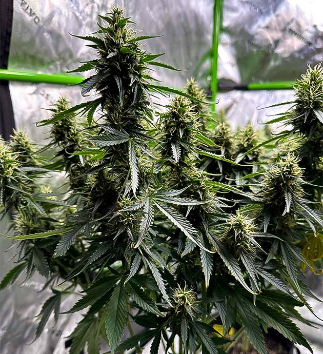 Переезд в новую палатку Преимущества нового тента