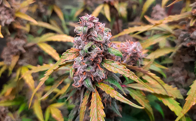 Впечатления от выращивания Johnny Cage Auto Харвест и сушка соцветий Johnny Cage Auto