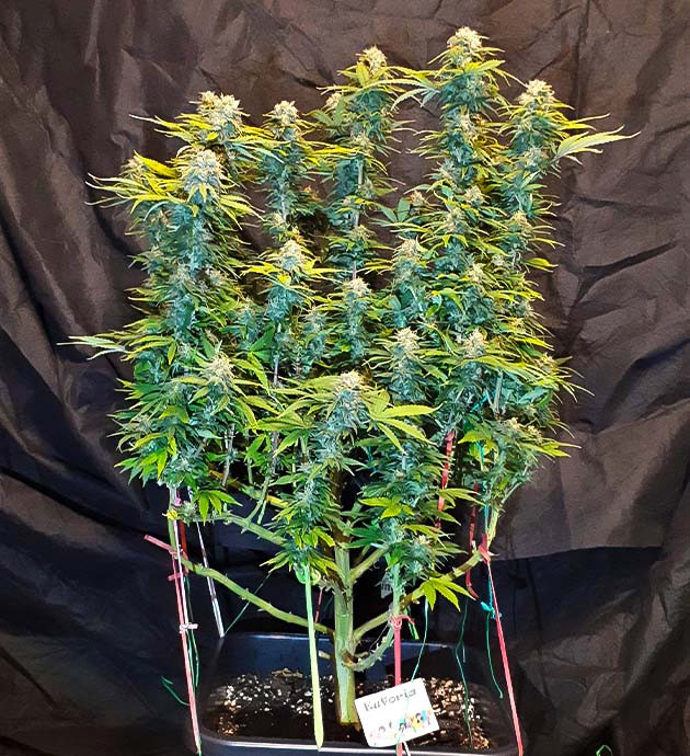 Рост и развитие трихом на Euforia X Достижение 65 сантиметров и дефолиация